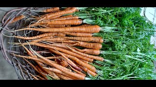 Manpukuji Carrot harvest-2023.Conroe,TX.@patelfamilyhomestead