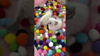 I was impressed to discover kittens can already escape the ball pit