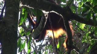 Treetop dining:  young male orangutan eats Rangas fruit in the sunshine, near Kinabatangan R., Sabah