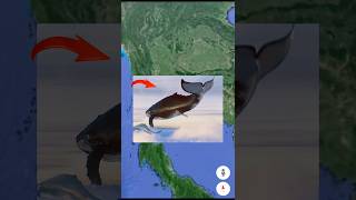 I Found Floating Whale 😰 On Google Earth 🌎 & Google Maps #Shorts #EarthMystery