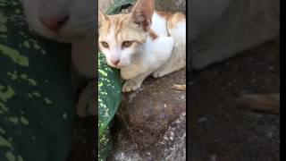 Cat (Mumbai)