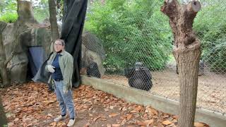 A Chimpanzee Educational Presentation at Chattanooga Zoo