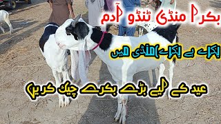 tando adam bakra Mandi latest rates updates on ! || eid ul aza vvip goat's 2024