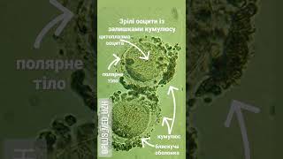 Mature human oocytes with remnants of cumulus. Зрілі ооцити людини із залишками кумулюсу.