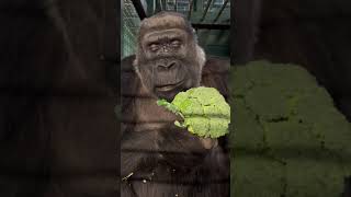 Gorilla Goes Green: Watch This Cute Gorilla Devour Broccoli Like a Pro!