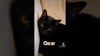 Am i your cat tv #blackcats #gothic #cattv #catsoftiktok #funny