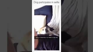 This Stylish Dog Loves Selfie 😂 🐶 🤳 #shorts #tiktok