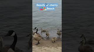 Beauty of Cherry Beach #beach #youtubeshorts #lifeincanada