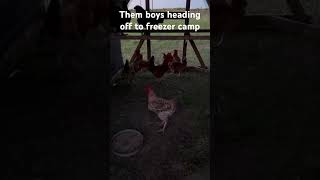 Tomorrow we send our freedom ranger meat birds to the freezer. #chickens #homesteading #chickenlife