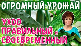 ОГРОМНЫЙ УРОЖАЙ ОГУРЦОВ, ПРАВИЛЬНЫЙ, СВОЕВРЕМЕННЫЙ УХОД.