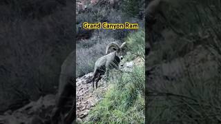 Grand Canyon Ram