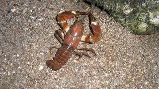 Pêche de l'écrevisse 2014 / crayfish fishing