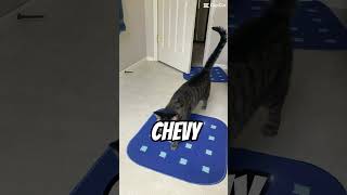 You are… #heavy #like #a #chevy #cat #cats #shortsvideo #shortvideo #funny