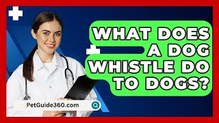 What Does A Dog Whistle Do To Dogs? - PetGuide360.com