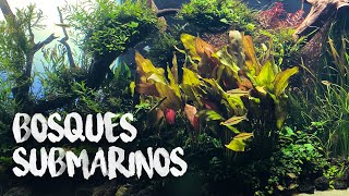 Bosques Submarinos del Oceanário de Lisboa Portugal | Florestas Sumersas