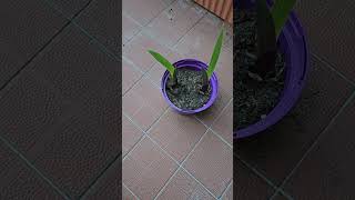 Day 18 Planting a random bulb I found in the park #plants #plant #trending #grow #viral #satisfying