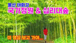 울산태화강국가정원&십리대숲/울산가볼만한곳/가을여행지추천