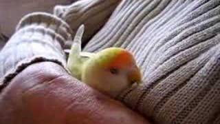 very relaxed little love bird