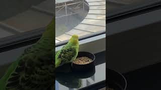 Bob getting to know Junior Sam :) #parrot #budgies #pets #shorts #unstoppable #sia