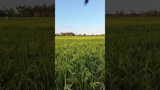 SUDAH TAHAP PENGISIAN BULIR #sawah #padidisawah #pertanian #rice