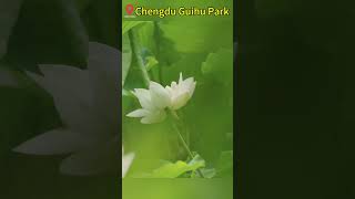 Gui Lake's Lotus Charm A Summer Poem