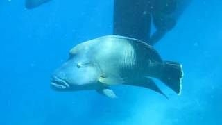 Giant Wrasse Immersion: Snorkeling Great Barrier Reef.AVI