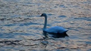 LAGO di GARDA " la Vita sullo Specchio del Lago "