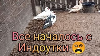 Кто же сидел в коробке? Новый житель нашего двора. Не заводите мускусных уток иначе..будет как у нас