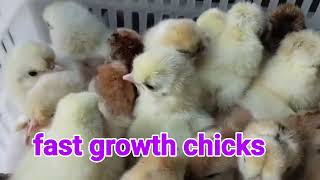 Fast growth chicks one day old FFG 🐣, GIRIRAJ chick 🐣 Available for sale 8103145060 MP. Chhindwara