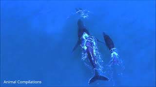 Wild Dolphins Swimming in HD Compilation