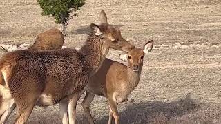 deer enjoying sunlight with twins babies