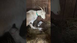 Helping with some new baby goats at the funny farm. #HandsomeOrHandy