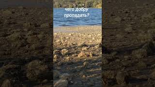 ветром к берегу прибило, наверно, корм для рыб#lake#fish#компост#полезнодляпочвы