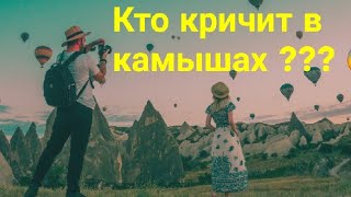 Кто кричит в камышах ???😨