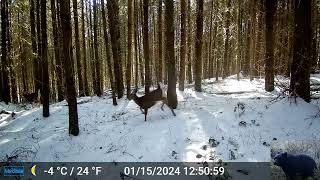 Wild Deer on a Snow Day Trail Cam Video