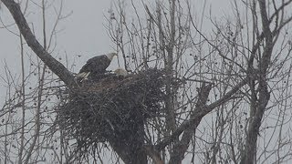 March 7 2019 Bald Eagle Nest and Friends revised