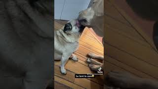 Mis perritos besándose (labrador y pug)