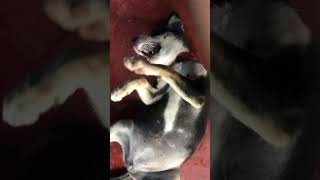 ❤️❤️❤️ Dogs cute videos #shortvideo #status #dogs #doglover #funny #trending #viral #shortsfeed