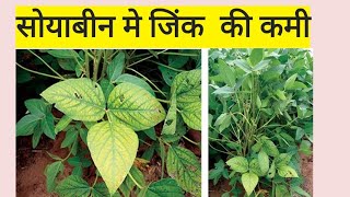 Soyabean ki kheti | Soyabean me zink ki kami | सोयाबीन मे जिंक की कमी