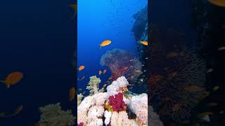 The beauty of maldives ❤️#ocean #freedive #viral #shorts #sea #maldives #coral #underwater#sealife4k