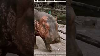 Hippo | Wild Animals #shorts #wildlife #hippo