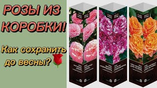 РОЗЫ В КОРОБКАХ из магазина. КАК СОХРАНИТЬ  до весны розы в коробках? Нужно ли ПЕРЕСАЖИВАТЬ?