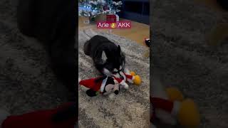 Arie 👑 AKK loves her 🎄🎁 from @Chewy ! So cute! #akk #doglovers #dogtog