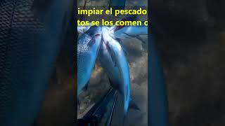 Pesca submarina de lubinas un buen día y un buen rancho para comer