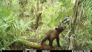 Big Cypress National Preserve .Fl