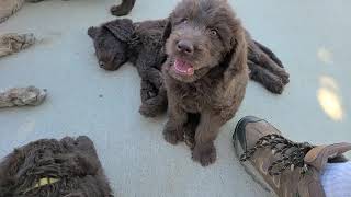 Labradoodle Puppies Being Cute