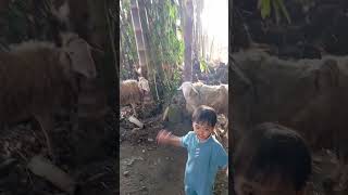 Melihat Kambing Kurban Dusun Jragan