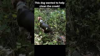 Dog cleans creek! So cute! #keepamericabeautiful