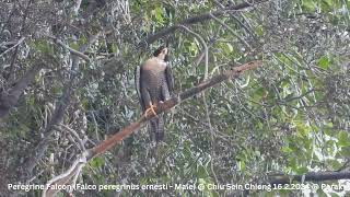 Peregrine Falcon (Falco peregrinus ernesti - Male) @ Chiu S C DSCN2700