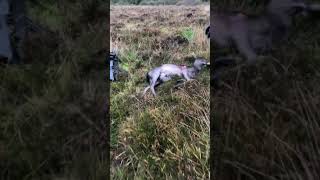 Field dressing a deer & extraction